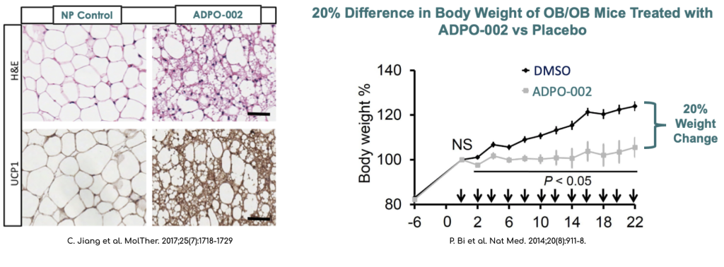 20% Difference in Body Weight of OB/OB Mice Treated with ADPO-002 vs Placebo. References: 1. C. Jiang et al. Mol Ther. 2017;25(7):1718-1729 2. P. Bi et al. Nat Med. 2014;20(8):911-8.